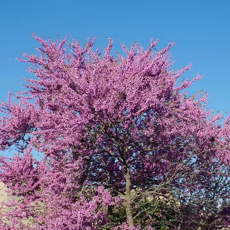 Bed & Breakfast Art Carcassonne