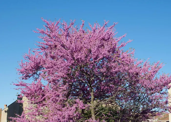 ベッド・アンド・ブレックファスト Art カルカソンヌ